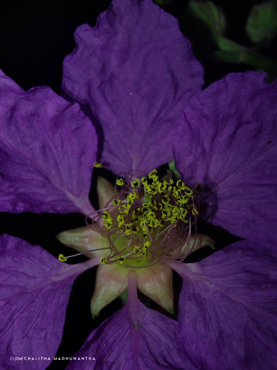 Lagerstroemia speciosa (L.) Pers.